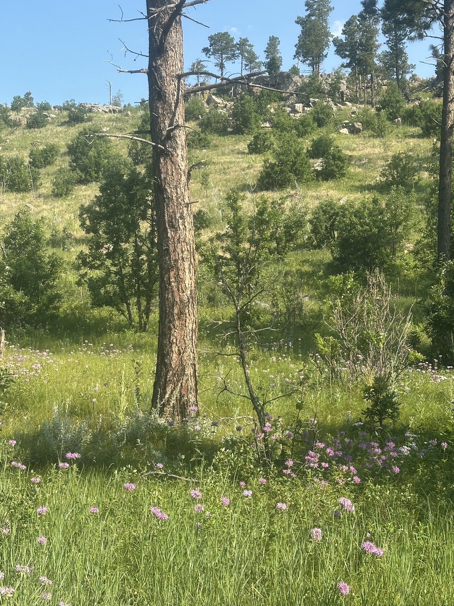 South Dakota - Image 63